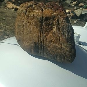 Prehistoric  dinosaur fossil